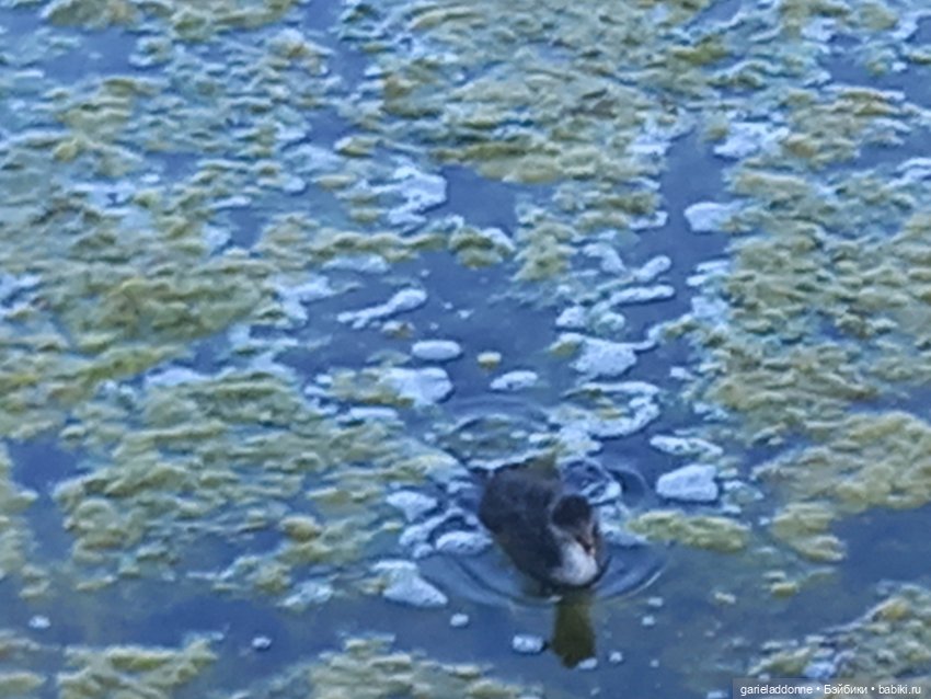 В лодке, не считая собаки | Бэйбики В лодке, не считая собаки