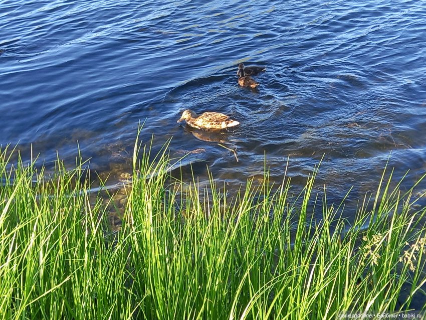 В лодке, не считая собаки | Бэйбики В лодке, не считая собаки (фото 10)