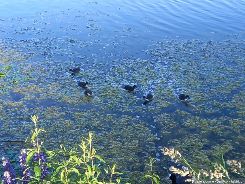 В лодке, не считая собаки | Бэйбики В лодке, не считая собаки