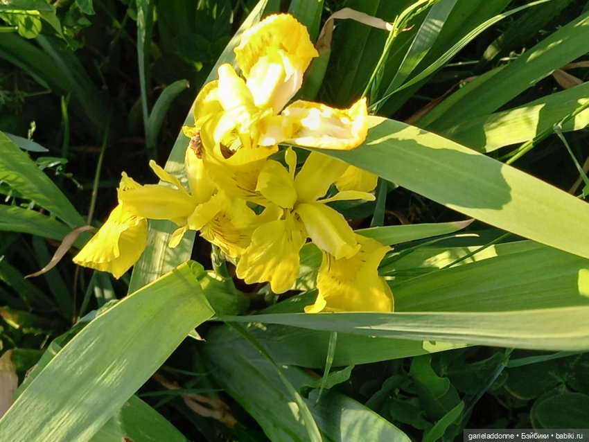 В лодке, не считая собаки | Бэйбики В лодке, не считая собаки