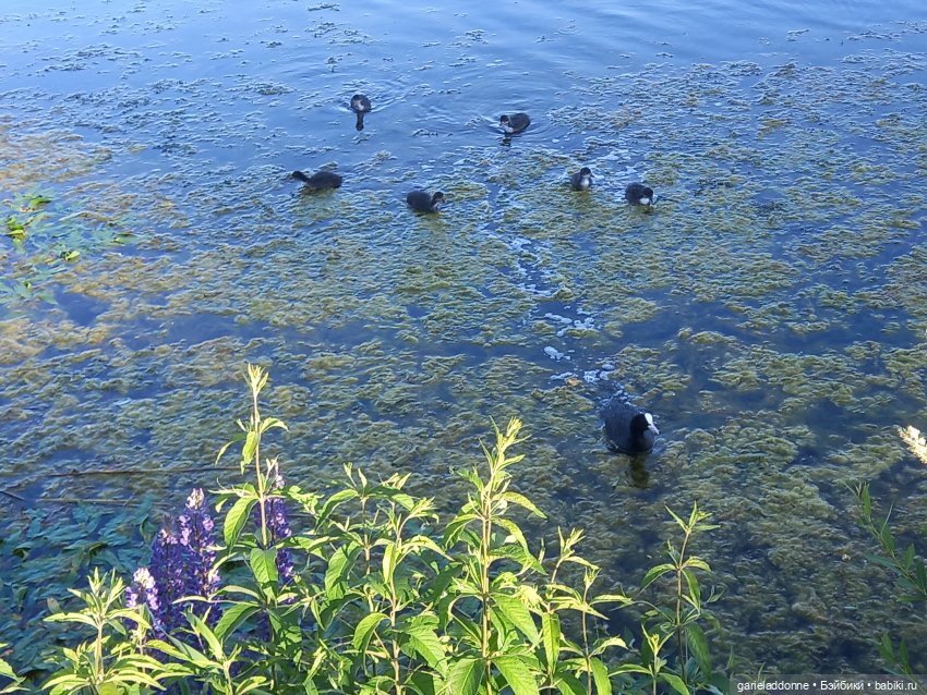 В лодке, не считая собаки | Бэйбики В лодке, не считая собаки