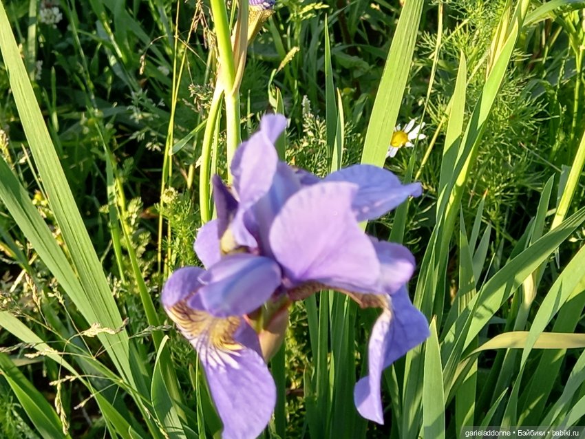 В лодке, не считая собаки | Бэйбики В лодке, не считая собаки