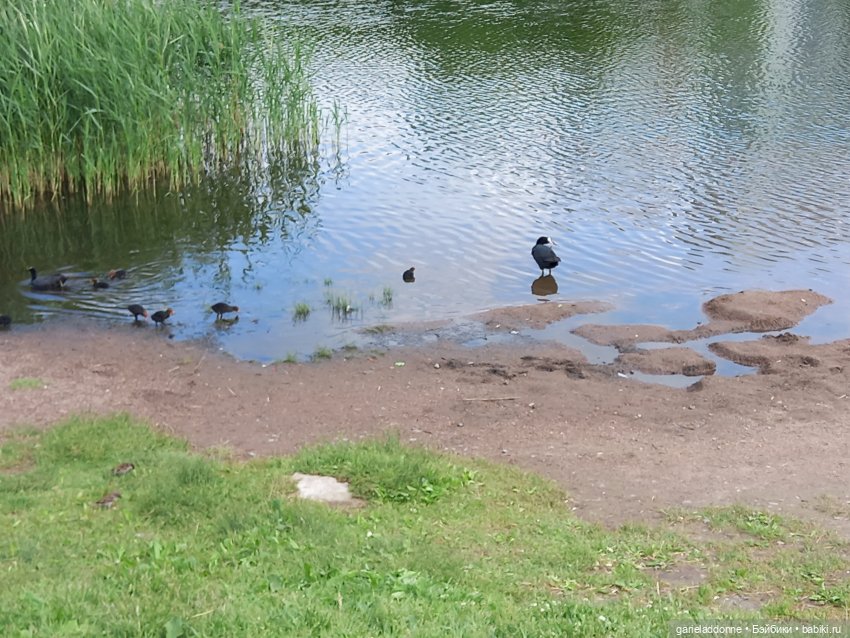 Эрик-викинг | Бэйбики Эрик-викинг — Интересные игрушки и фигурки (разное): редкие (фото 8)