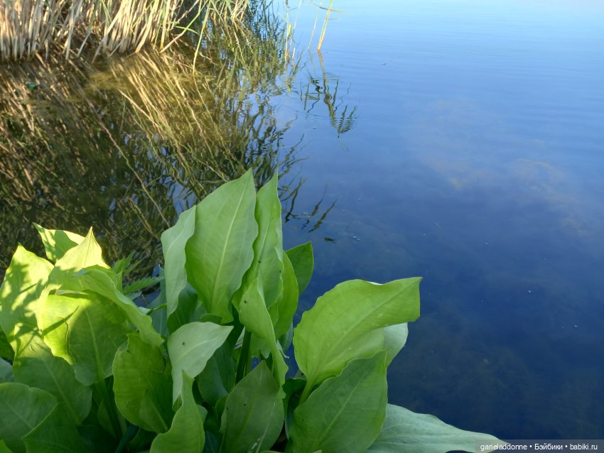 В лодке, не считая собаки | Бэйбики В лодке, не считая собаки