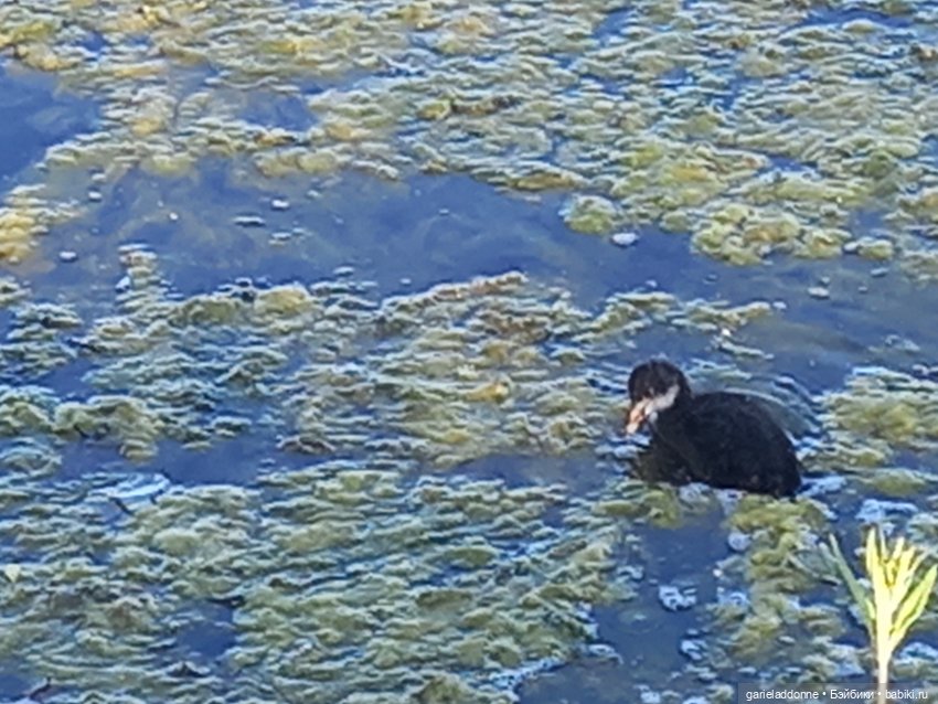 В лодке, не считая собаки | Бэйбики В лодке, не считая собаки