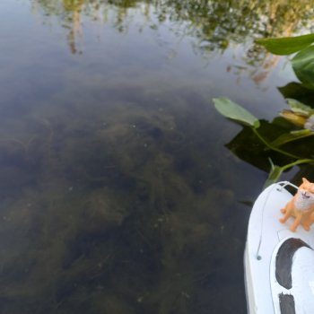 В лодке, не считая собаки