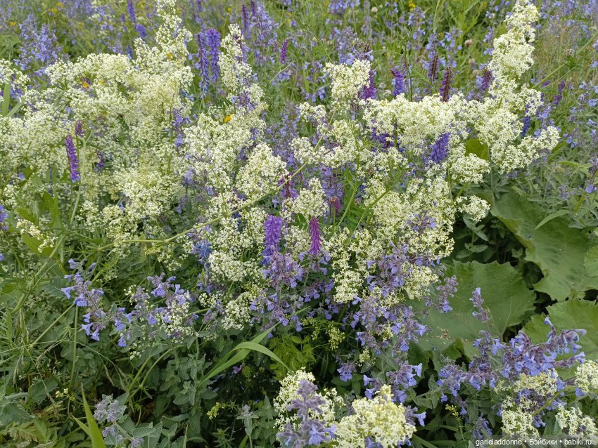 Немного диких цветов и птиц (фото 9)