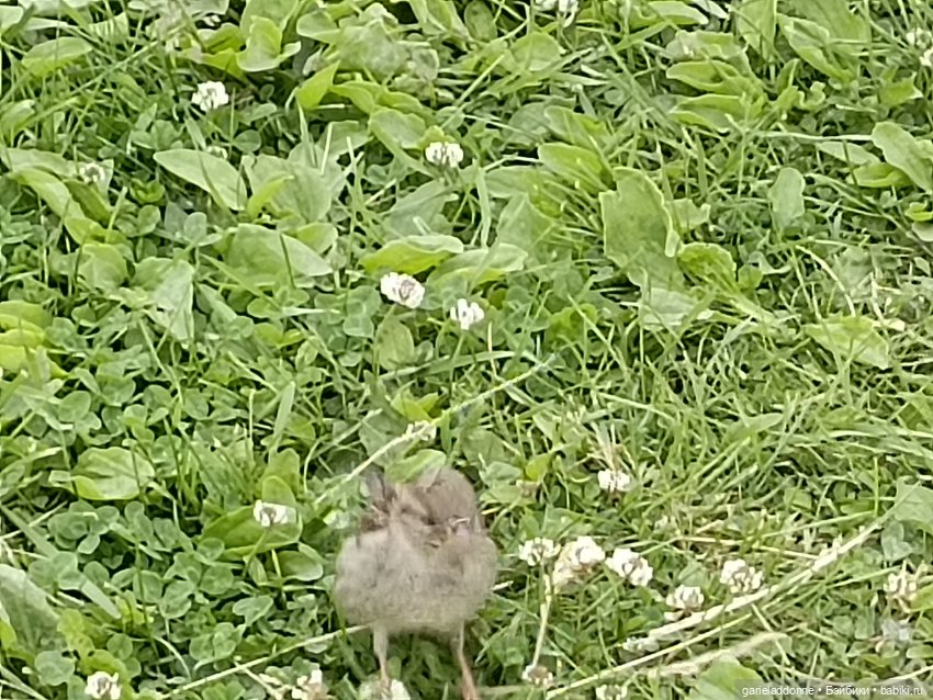 Немного диких цветов и птиц