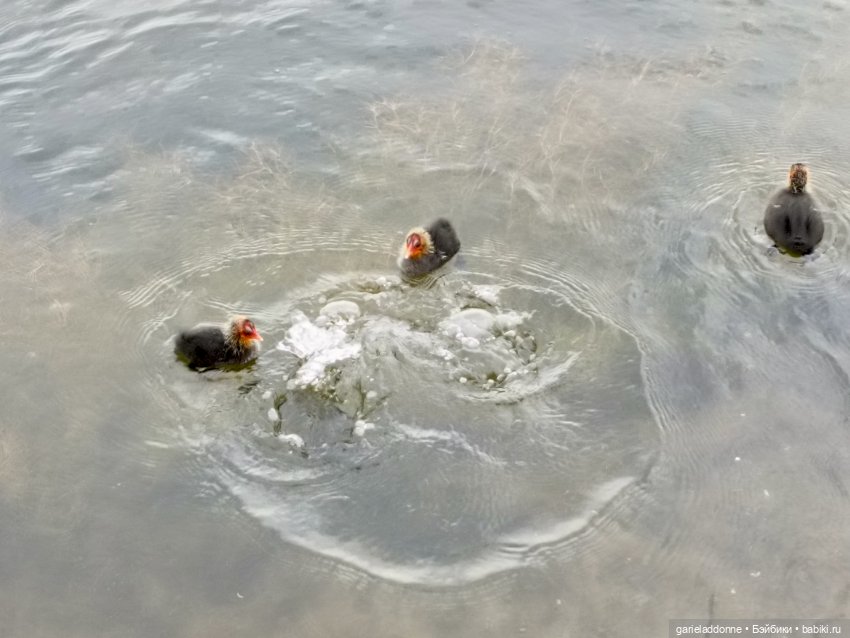 Немного диких цветов и птиц