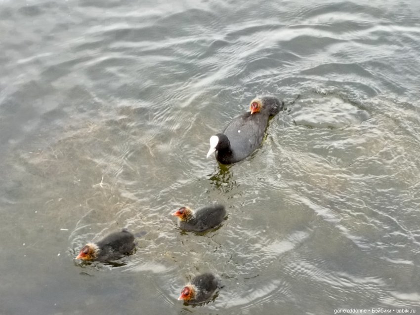 Немного диких цветов и птиц (фото 10)