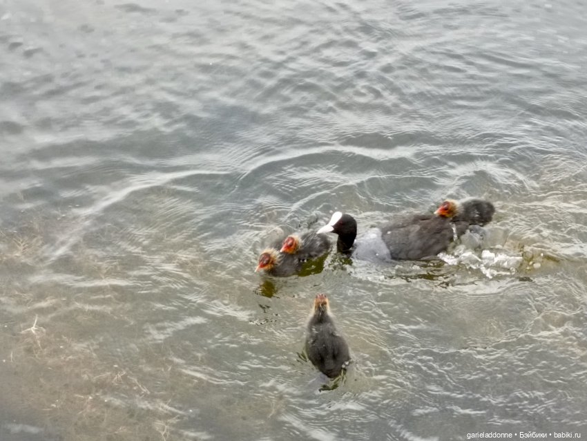 Немного диких цветов и птиц (фото 8)