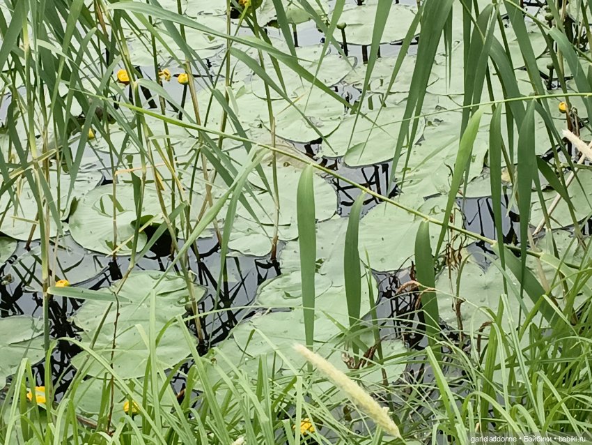 Немного диких цветов и птиц