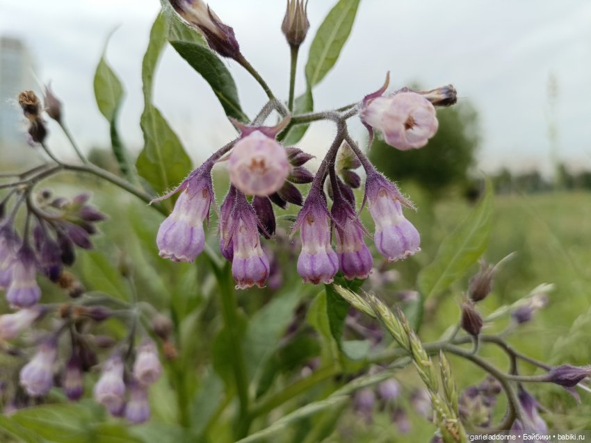 Немного диких цветов и птиц