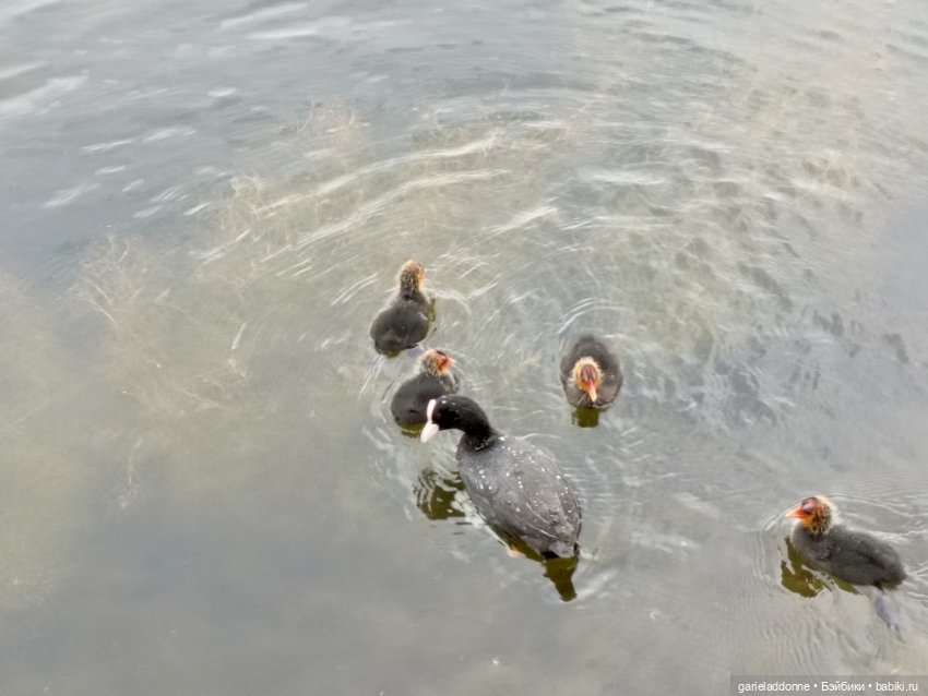 Немного диких цветов и птиц