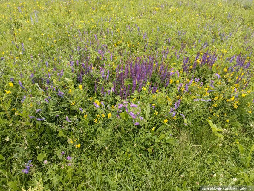 Немного диких цветов и птиц