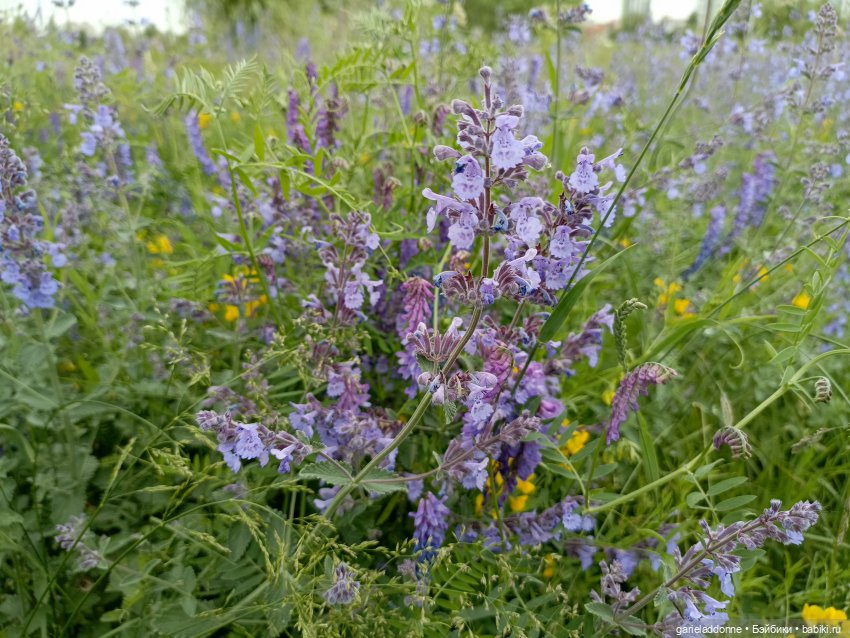 Немного диких цветов и птиц (фото 4)