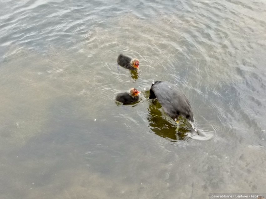 Немного диких цветов и птиц