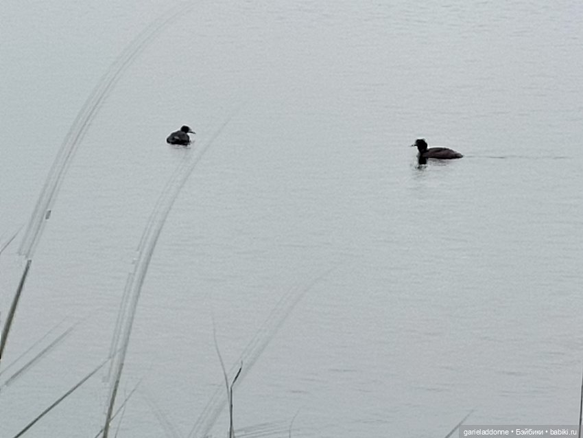 Немного диких цветов и птиц