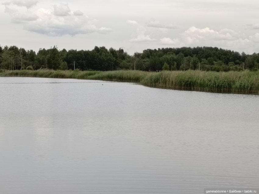 Немного диких цветов и птиц