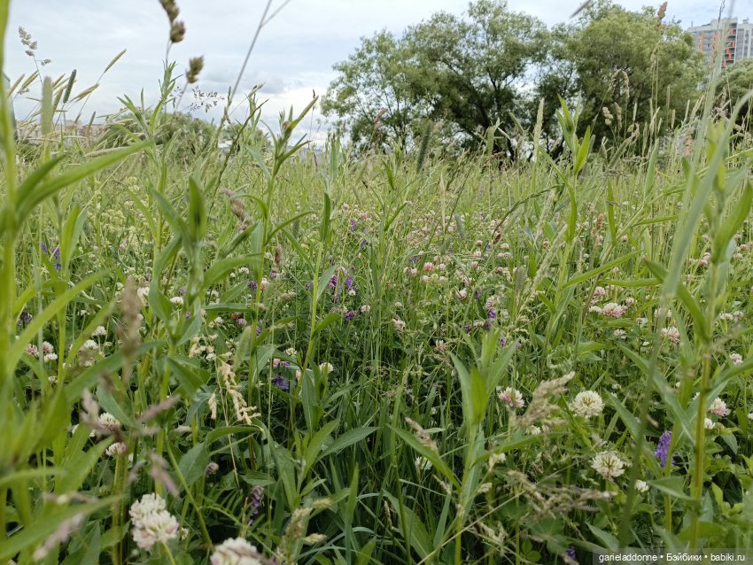 Немного диких цветов и птиц (фото 2)