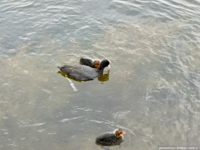 Немного диких цветов и птиц