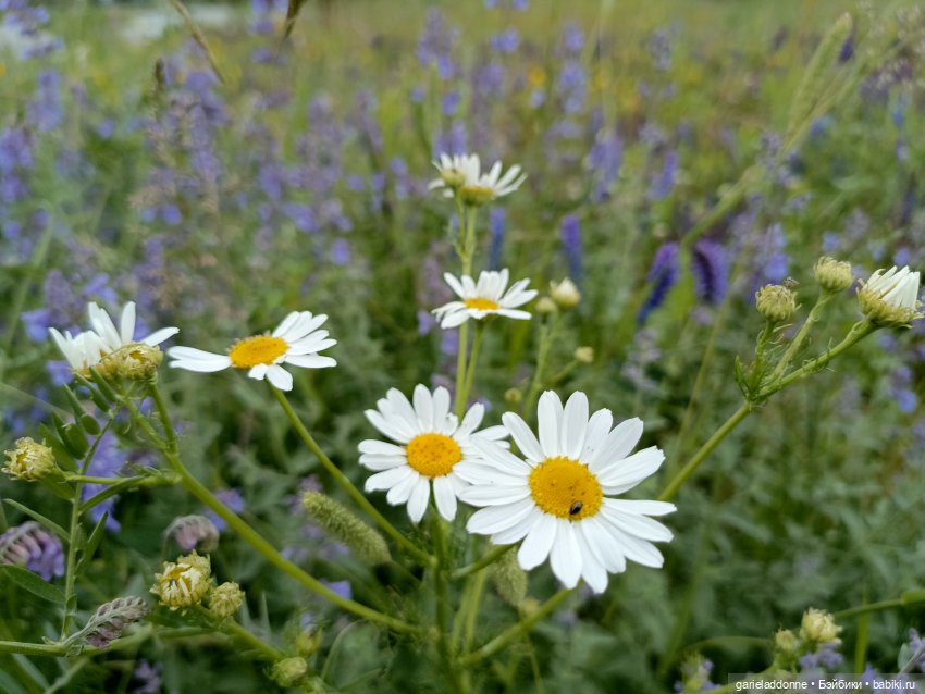 Немного диких цветов и птиц (фото 5)
