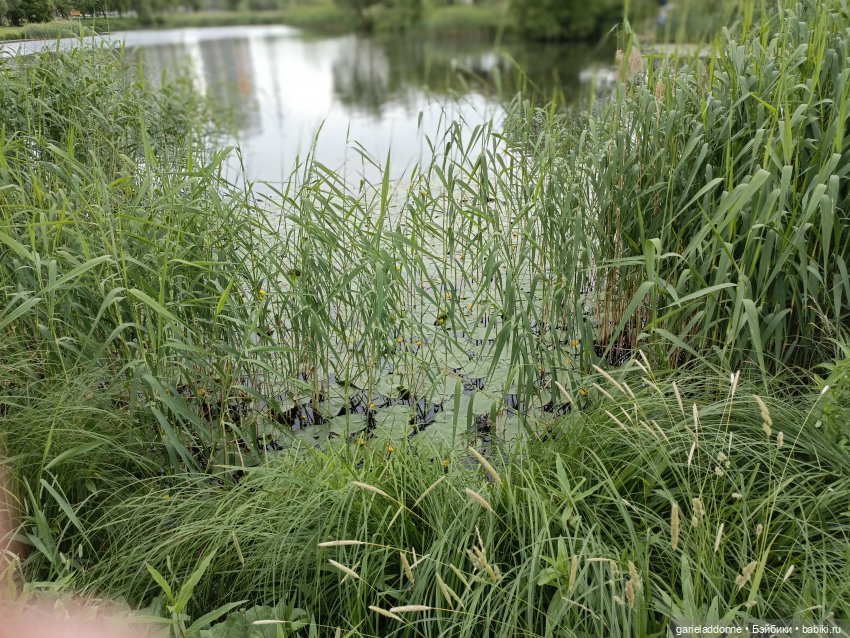 Немного диких цветов и птиц