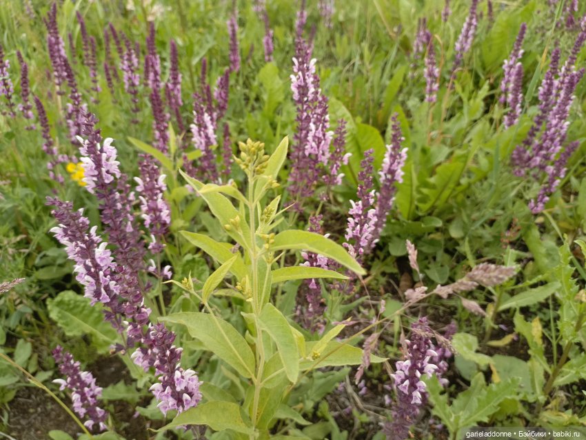 Немного диких цветов и птиц (фото 6)