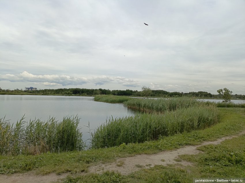 Немного диких цветов и птиц (фото 7)