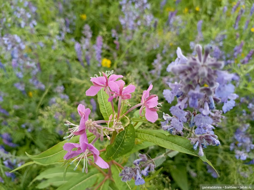 Немного диких цветов и птиц (фото 3)