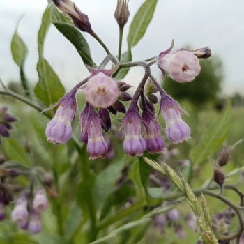Немного диких цветов и птиц