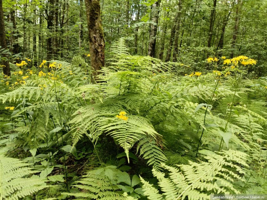 Разведчики Лугару — Зарисовки из кукольной жизни: фотоистории