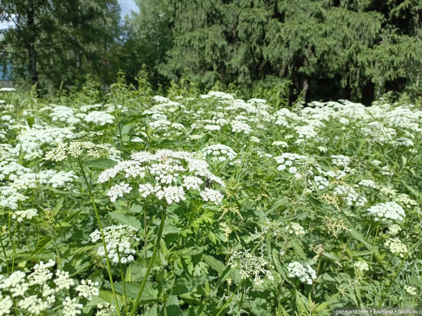Разведчики Лугару — Зарисовки из кукольной жизни: фотоистории (фото 8)