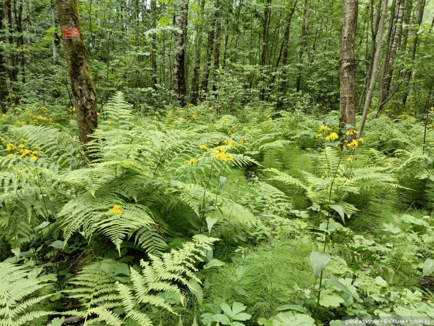 Разведчики Лугару — Зарисовки из кукольной жизни: фотоистории