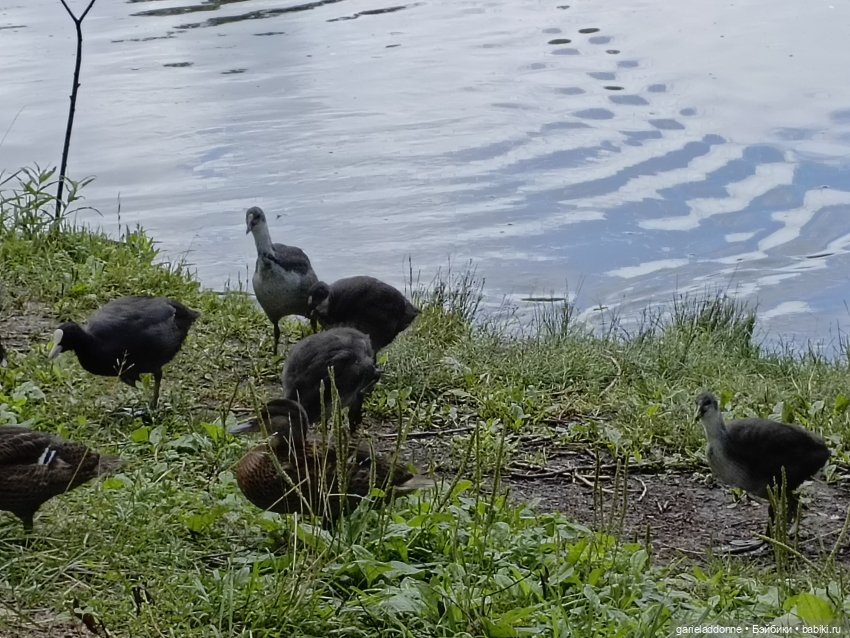 Ученики Ересиарха — Зарисовки из кукольной жизни: фотоистории