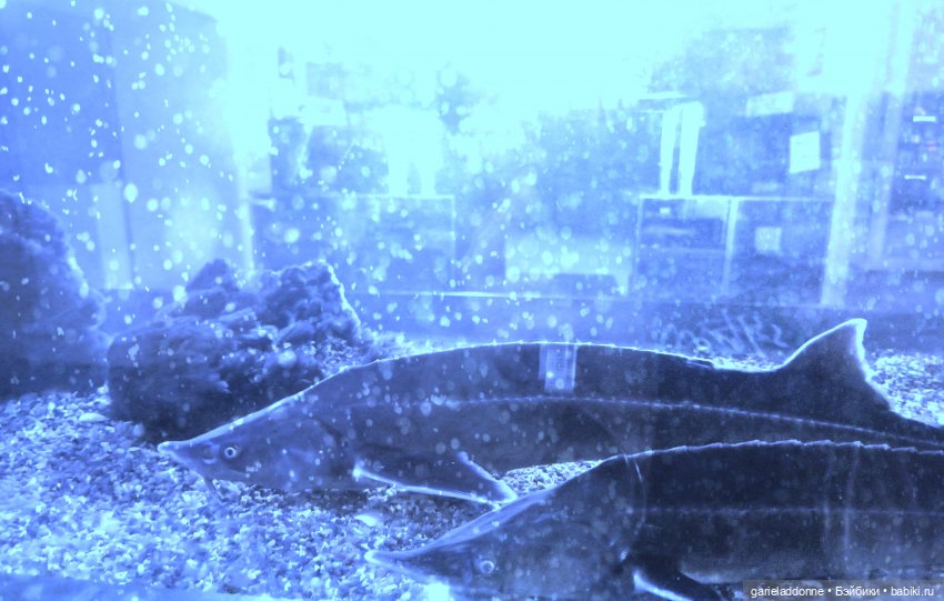 Эйтар. Нирдас. Эккелезион. 6 серия