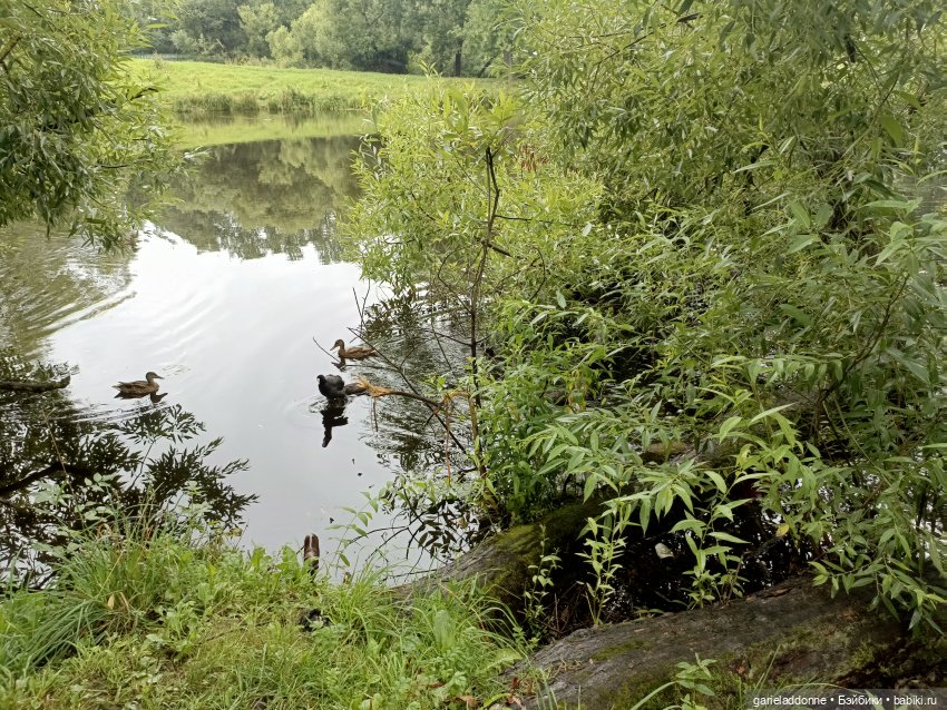 Йода магистр великий прогулке на