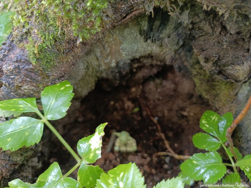 Йода магистр великий прогулке на