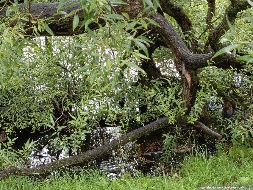 Йода магистр великий прогулке на