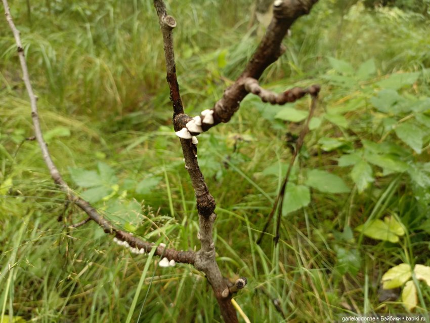 Йода магистр великий прогулке на