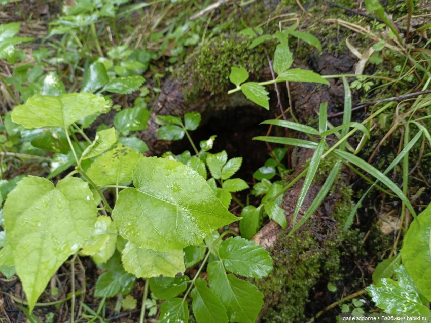 Йода магистр великий прогулке на