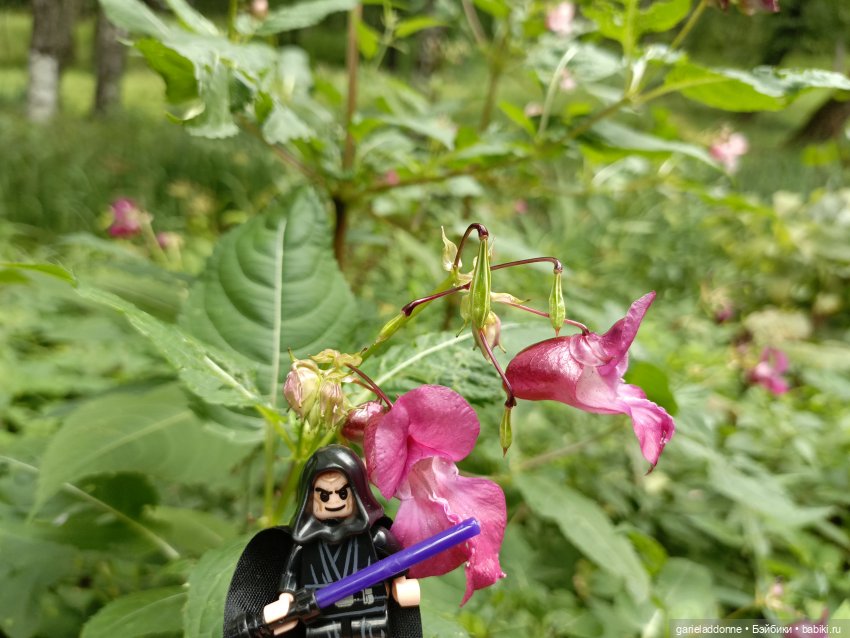 Сад Императора — Туризм и путешествия: фотоотчеты из поездок