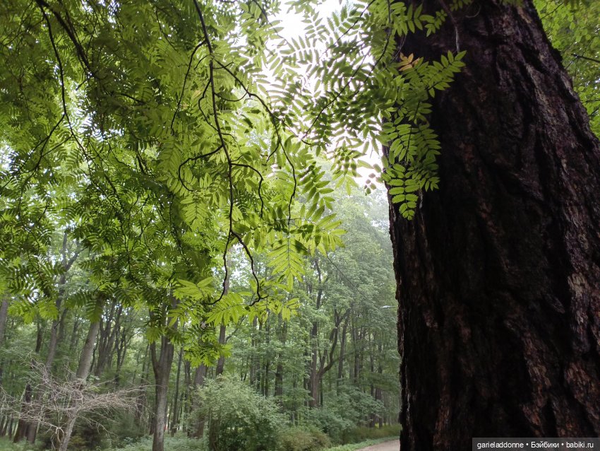 Сад Императора — Туризм и путешествия: фотоотчеты из поездок