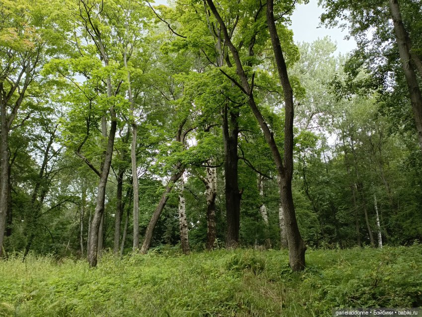 Сад Императора — Туризм и путешествия: фотоотчеты из поездок