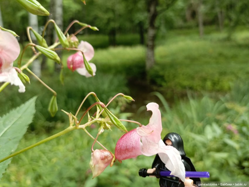 Сад Императора — Туризм и путешествия: фотоотчеты из поездок