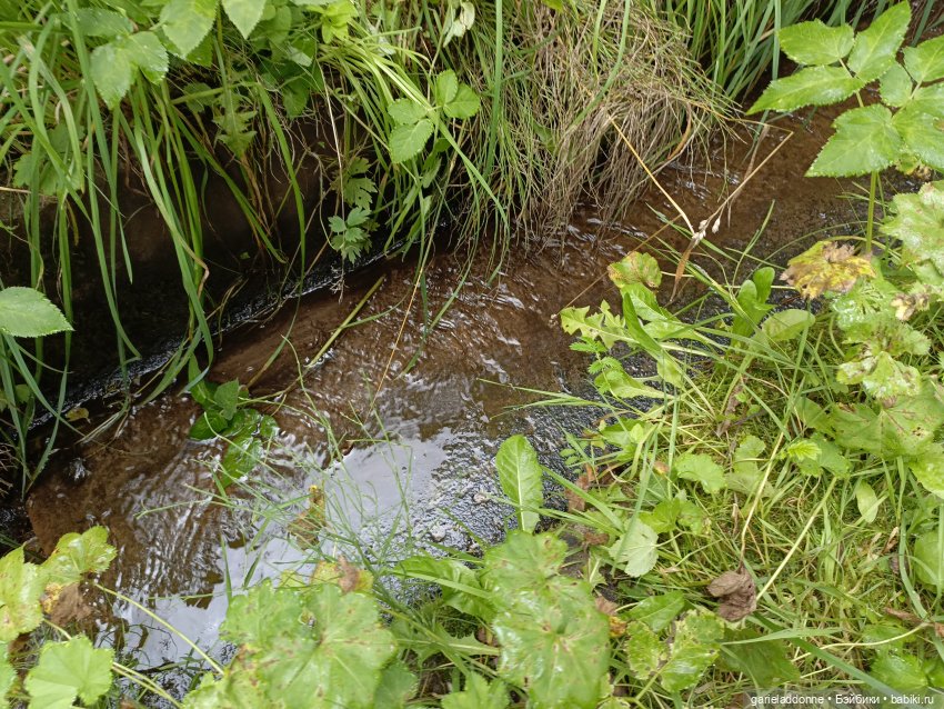 Сад Императора — Туризм и путешествия: фотоотчеты из поездок