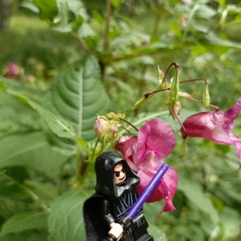 Сад Императора