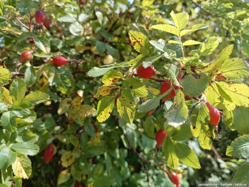 И снова немного Магистра Йоды на природе