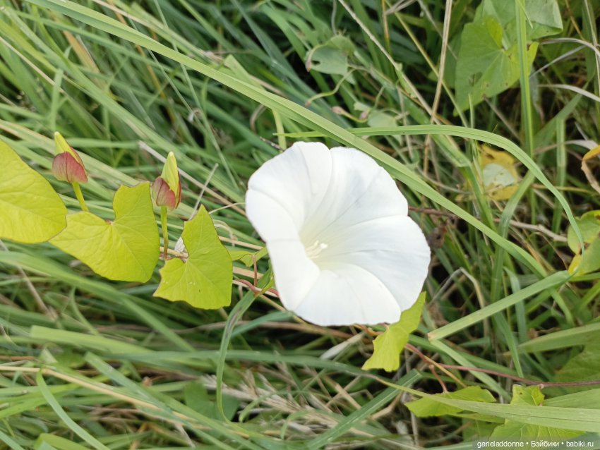 И снова немного Магистра Йоды на природе