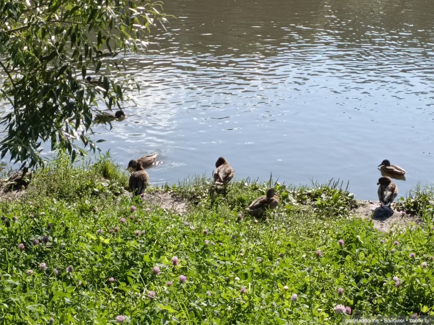И снова немного Магистра Йоды на природе